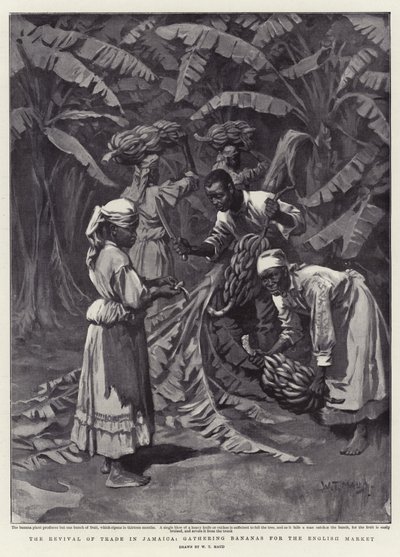 El renacimiento del comercio en Jamaica, recogiendo plátanos para el mercado inglés de William T. Maud